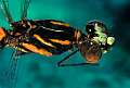 Chlorocypha cyanifrons